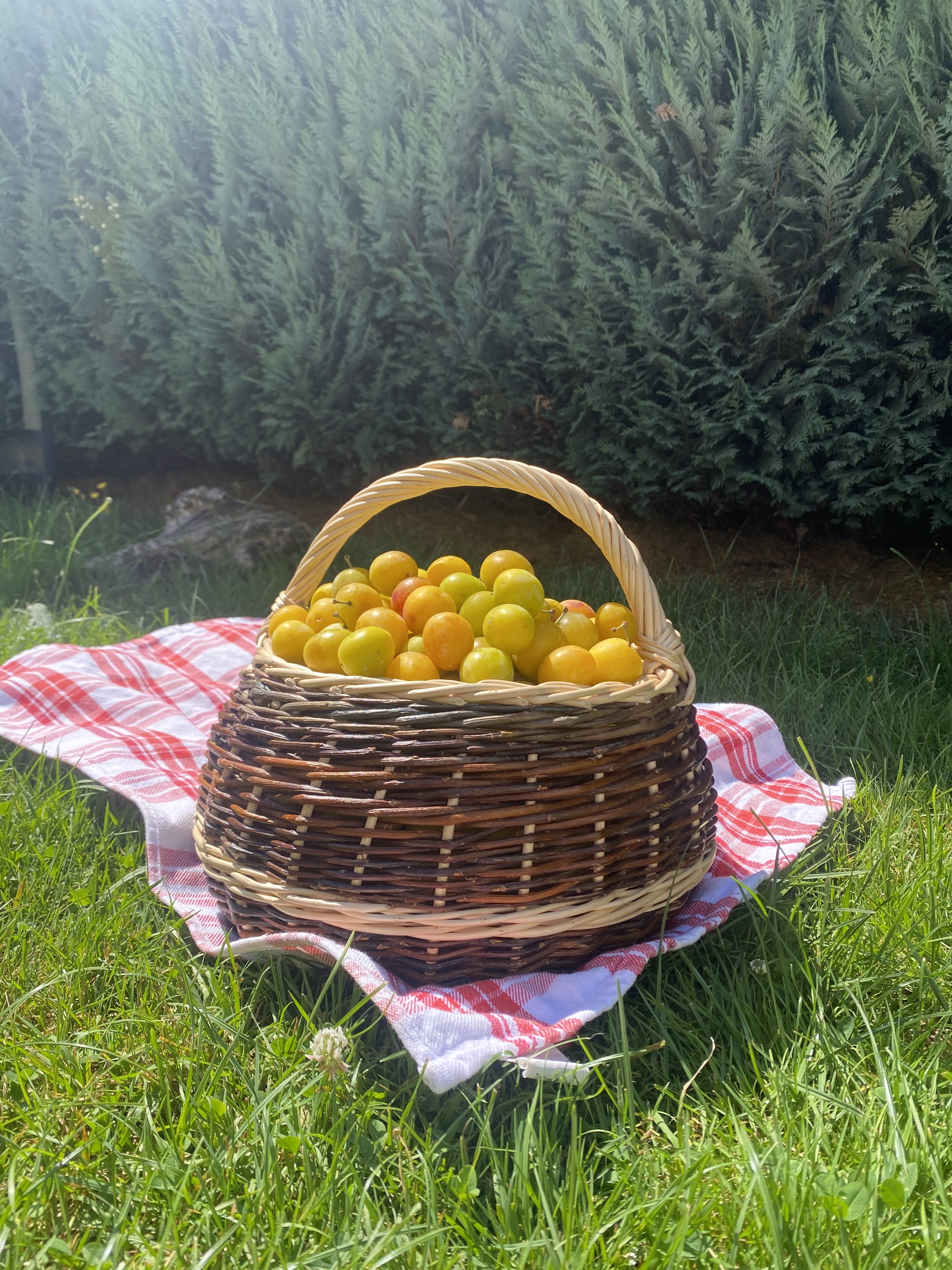 Panier à l'Anse d'Ajonc